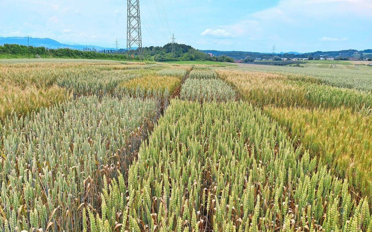 Auf den Versuchsparzellen vom Inforama Rütti in Zollikofen ist der Weizen an Septoria und teilweise an Fusarien erkrankt – sowohl im Extenso- wie auch im ÖLN-Verfahren. Bezüglich der Befallsstärke waren aber Unterschiede zwischen den Sorten zu beobachten.