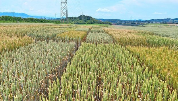 Auf den Versuchsparzellen vom Inforama Rütti in Zollikofen ist der Weizen an Septoria und teilweise an Fusarien erkrankt – sowohl im Extenso- wie auch im ÖLN-Verfahren. Bezüglich der Befallsstärke waren aber Unterschiede zwischen den Sorten zu beobachten.