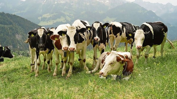 Ein ungewohntes Bild: Eine Gruppe Kühe steht auf der Weide. Ein Zaun ist aber nicht zu sehen.