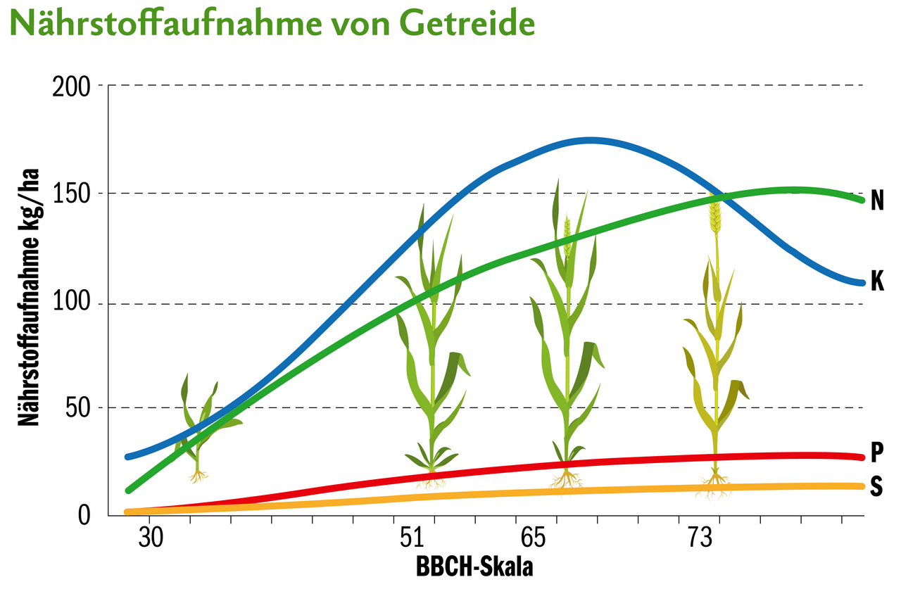 Nährstoffaufnahme beim Getreide von Stickstoff, Kalium, Phosphor und Schwefel bei einem Ertragspotenzial von 60 dt/ha. 