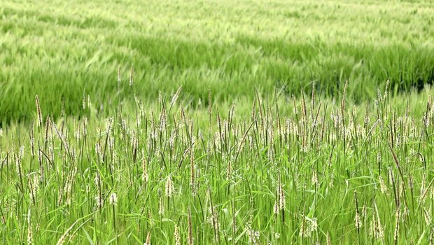 Bei starker Verunkrautung mit Ackerfuchsschwanz im Getreide sind Ertragsminderungen von bis zu 50 Prozent möglich.