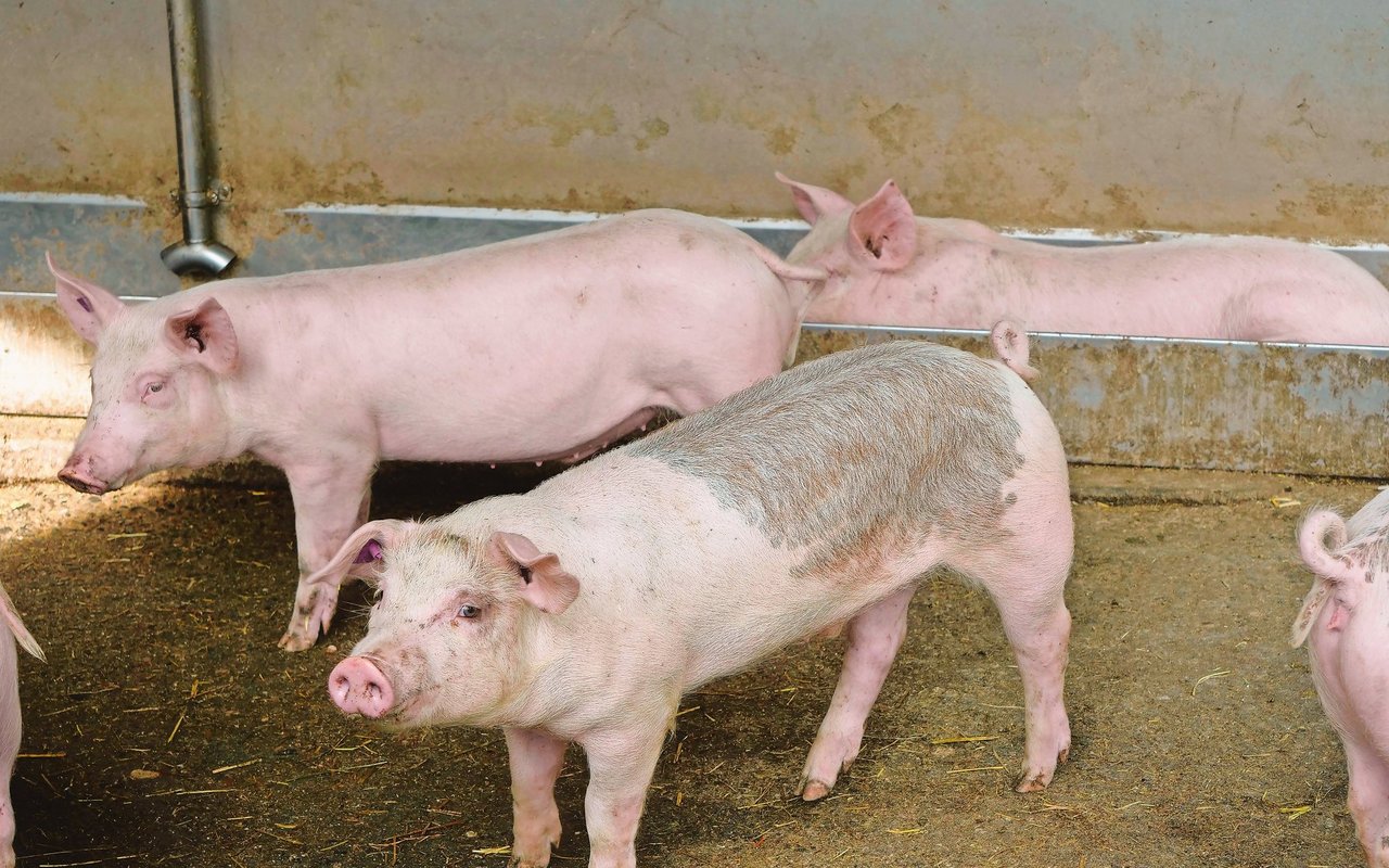 Ob Edelschwein oder Duroc: Damit das genetische Potenzial ausgeschöpft werden kann, muss auch die Umwelt für das Tier stimmen.