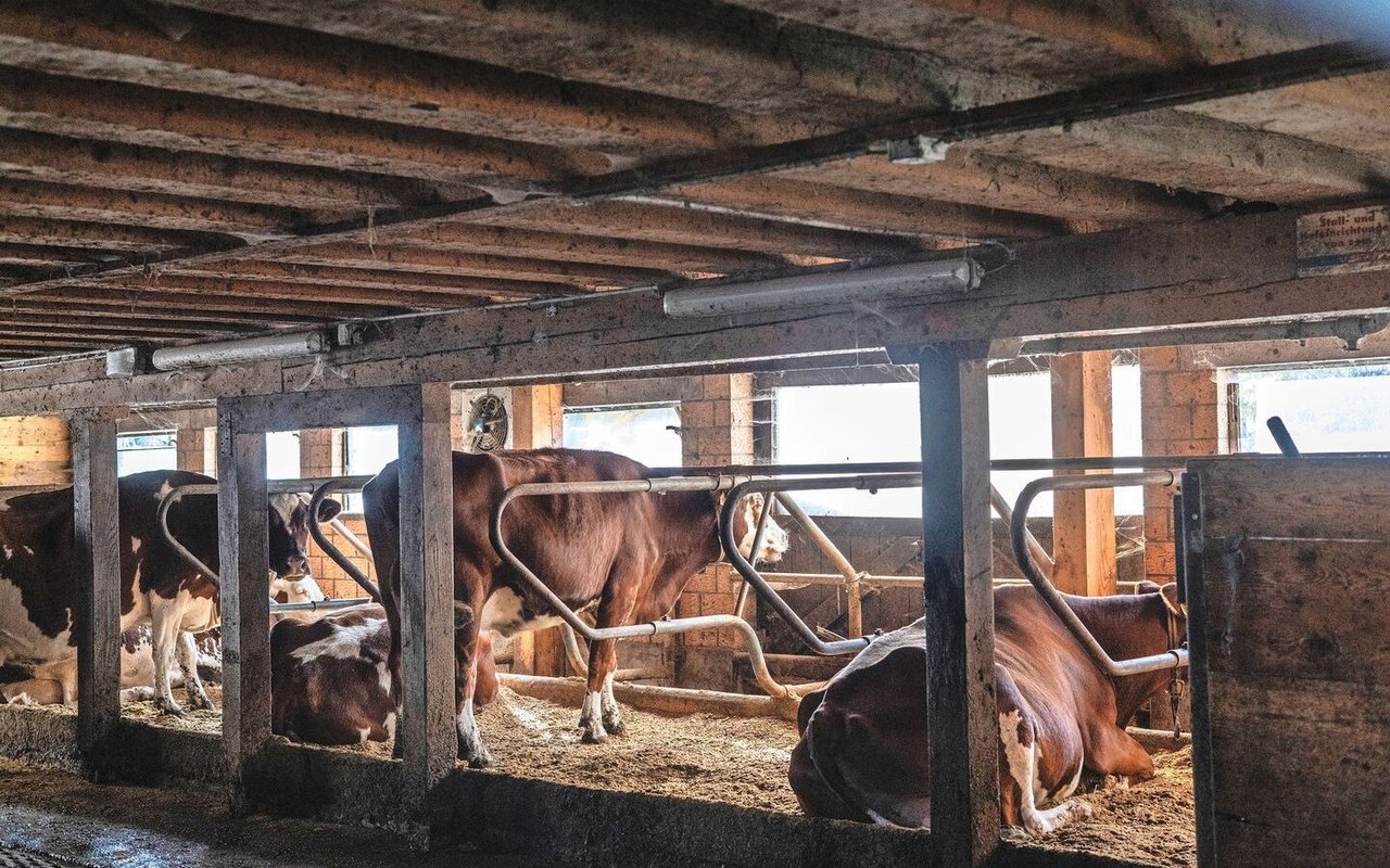 Aus Hofdünger aus der Tierhaltung wird bei einer Biogasanlage im Fermenter das Methan gewonnen und zu Strom und Wärme umgewandelt. 