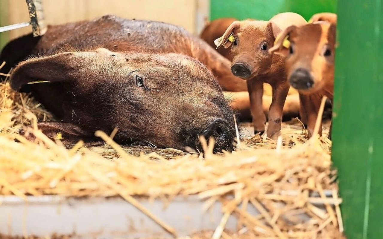 Duroc ist die zweitwichtigste Vaterlinie in der Mastferkelproduktion; im Schlachthof gibt es aber häufiger Abzug für niedrige MFA-Werte.