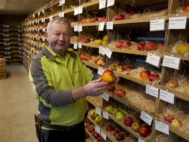 400 verschiedene Apfelsorten gibt es in der Baumschule von Ruedi Glauser. Von jeder können die KundInnen Bäume kaufen – und vor dem Kauf probieren, wie die Früchte schmecken.