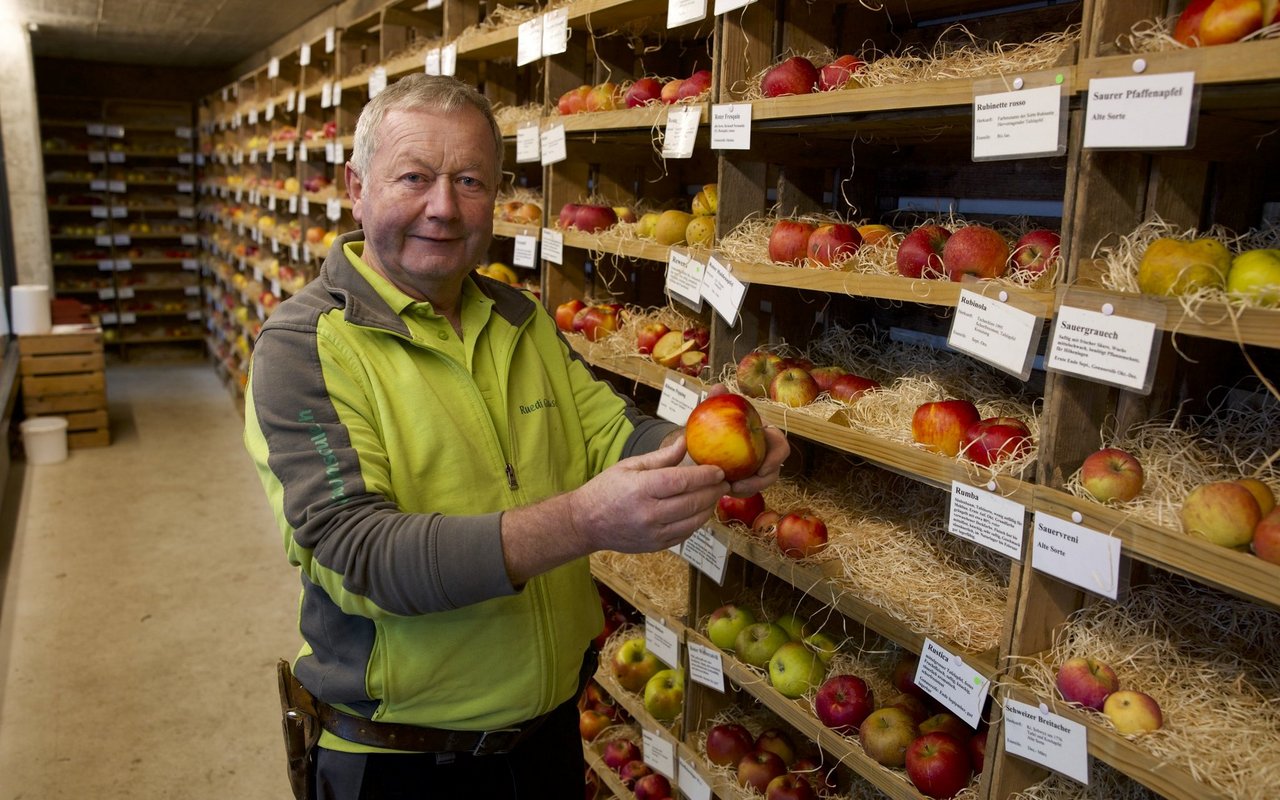 400 verschiedene Apfelsorten gibt es in der Baumschule von Ruedi Glauser. Von jeder können die KundInnen Bäume kaufen – und vor dem Kauf probieren, wie die Früchte schmecken.