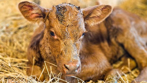 Braunes Kalb liegt im Stroh.