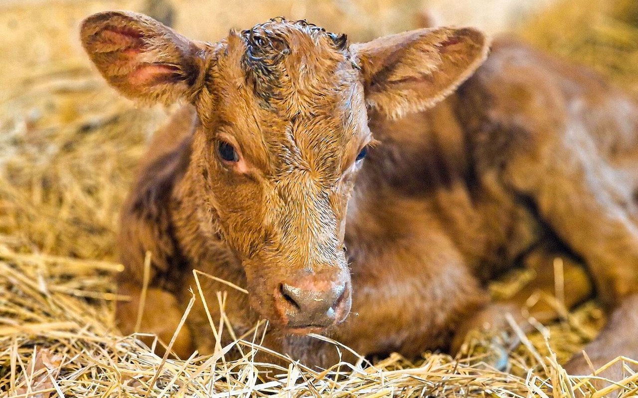 Braunes Kalb liegt im Stroh.