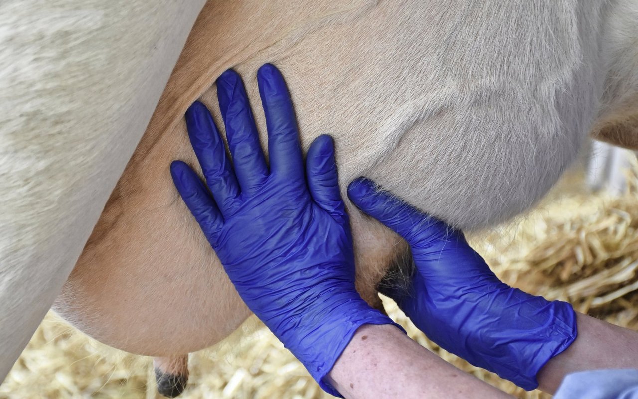 Der antibiotikahaltige Trockensteller wird nach der Einführung ins Euter hochmassiert, der Zitzenversiegler hingegen muss unten bleiben.