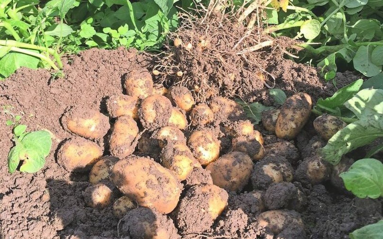 Eine aktuelle Probegrabung auf dem Betrieb Höneisen im Mai 2024 zeigt gesunde Knollen der Kartoffelsorte Agata.