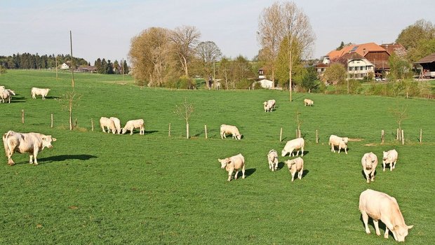 Mutterkühe und ihre Kälber sind auf der Weide.