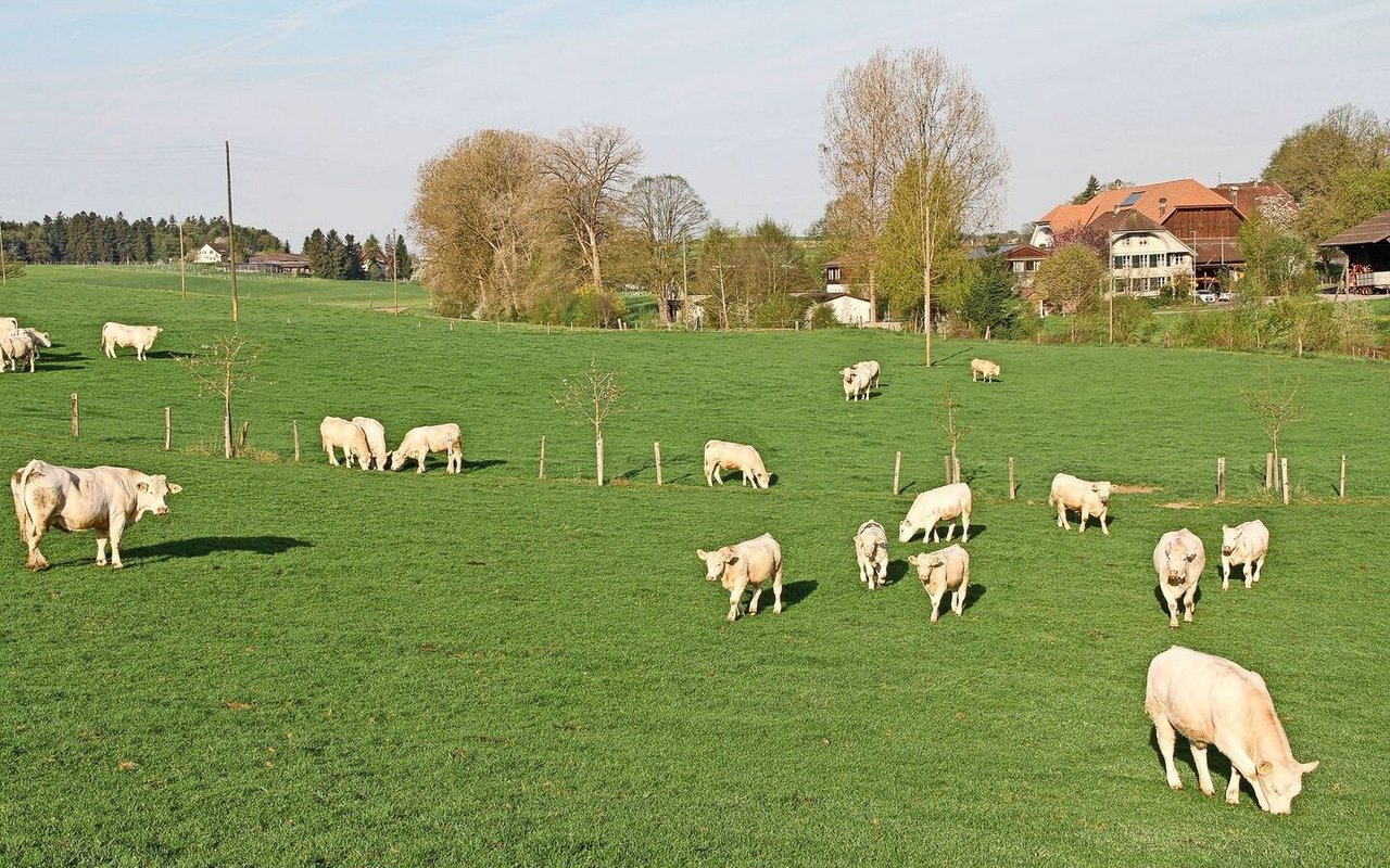 Mutterkühe und ihre Kälber sind auf der Weide.