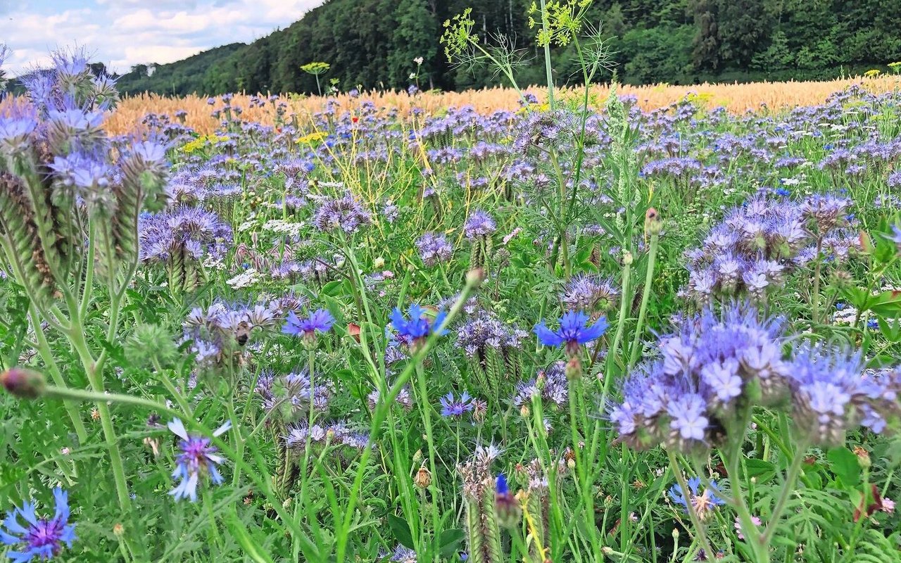 Hohe Biodiversität stabilisiert zum Beispiel den Boden.