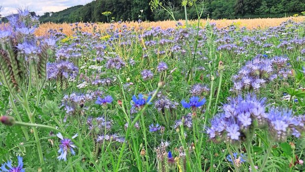 Hohe Biodiversität stabilisiert zum Beispiel den Boden.