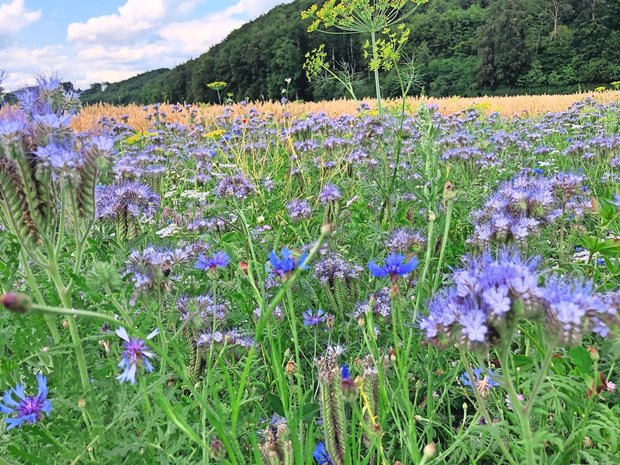 Hohe Biodiversität stabilisiert zum Beispiel den Boden.