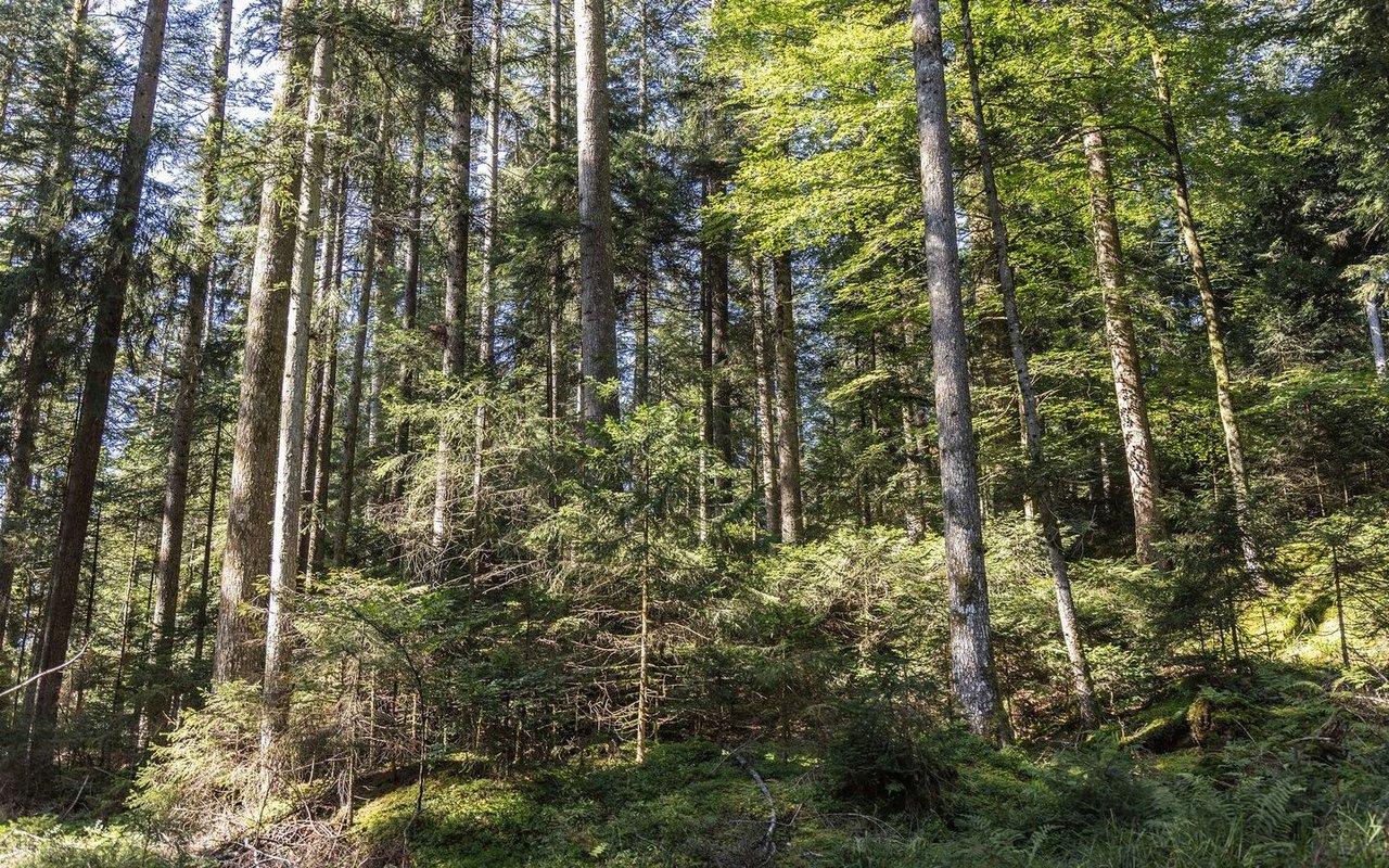 Benjamin Ramseier nutzt den Wald als Plenterwald. Die Bäume werden einzeln gefällt und durch die Verjüngung bleibt der Hochwald erhalten.