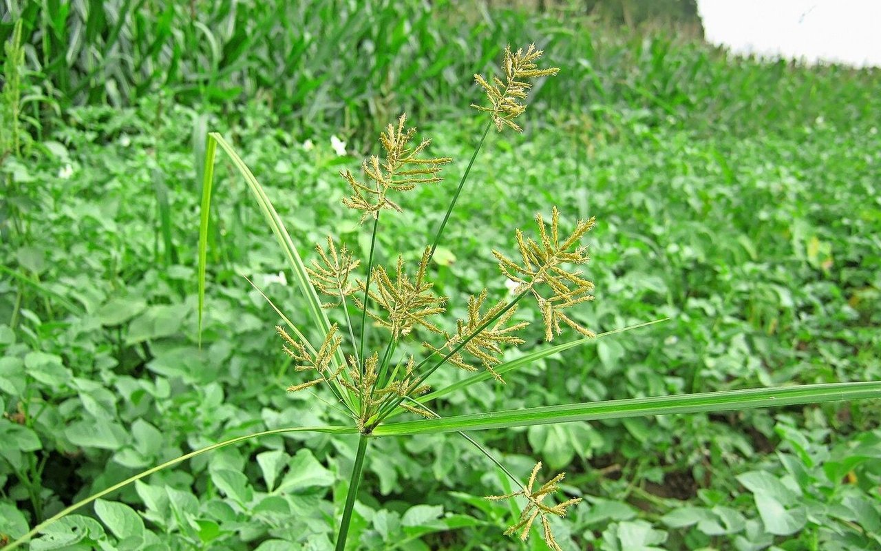 Auf diesem Kartoffelfeld ist eine auffällige Blüte des Erdmandelgrases zu sehen. Die Kartoffeln sind hier nicht mehr die einzigen Knollen im Boden.