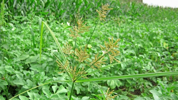 Auf diesem Kartoffelfeld ist eine auffällige Blüte des Erdmandelgrases zu sehen. Die Kartoffeln sind hier nicht mehr die einzigen Knollen im Boden.