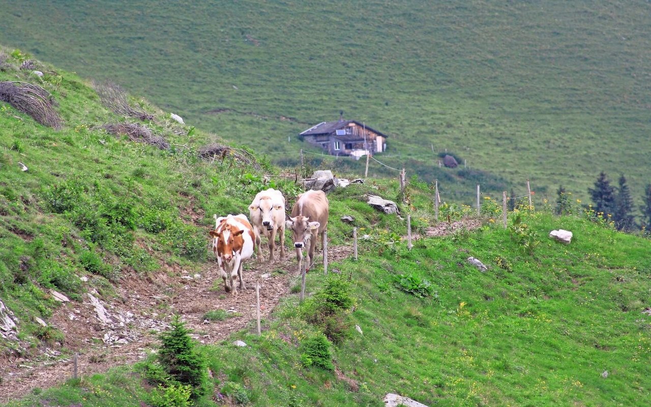 Je nach Alp legen Milchkühe herausfordernde Wege von bis zu zwei Stunden zurück, das fordert die Tiere und stärkt ihre Kondition.