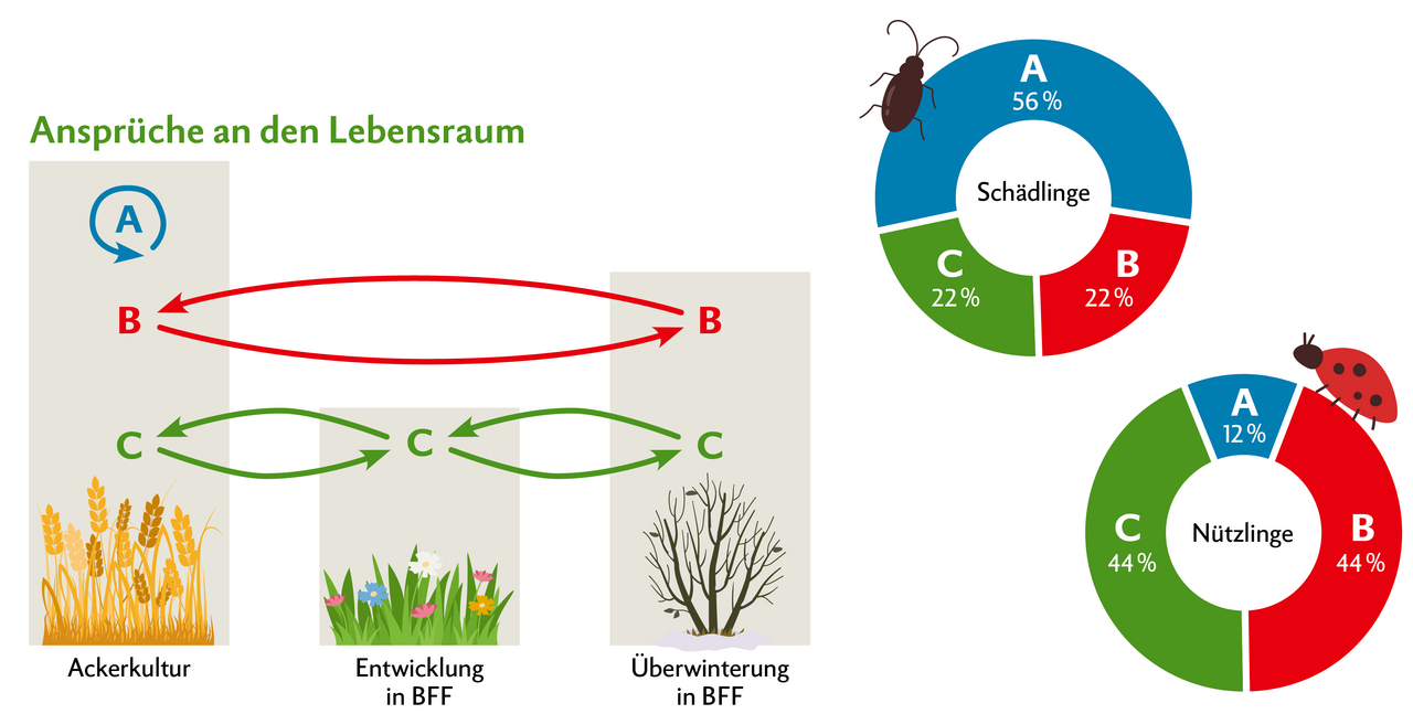 Ein Grossteil der Nützlinge hat im Vergleich zu den Schädlingen deutlich höhere Ansprüche an den Lebensraum. Rund 56 Prozent der Schädlinge sind so spezialisiert, dass sie lediglich eine Ackerkultur brauchen, um überleben zu können – keine zusätzlichen Lebensräume (A). Bei den Nützlingen sind das lediglich 12 Prozent (A). Die restlichen 88 Prozent der Nützlinge brauchen ein oder sogar mehrere Arten von ökologischen Infrastrukturen (BFF) ausserhalb der Ackerkultur, um überwintern und sich entwickeln zu können (B+C). 