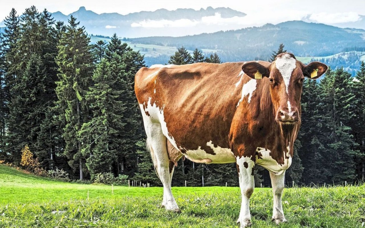 Eine gefleckte Kuh steht auf der Weide.