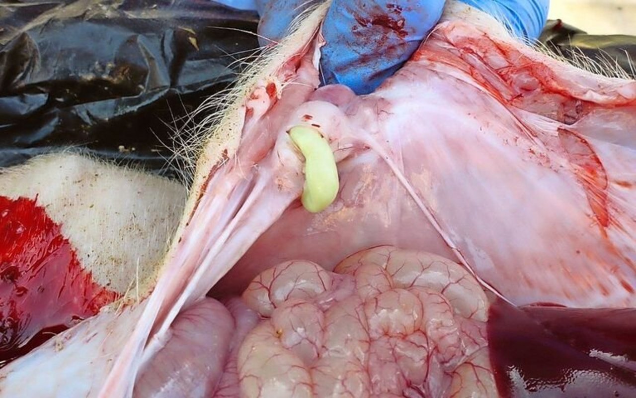Die Eingeweide eines Schweins sind zu sehen. Aus dem Nabel läuft gelber Eiter heraus.
