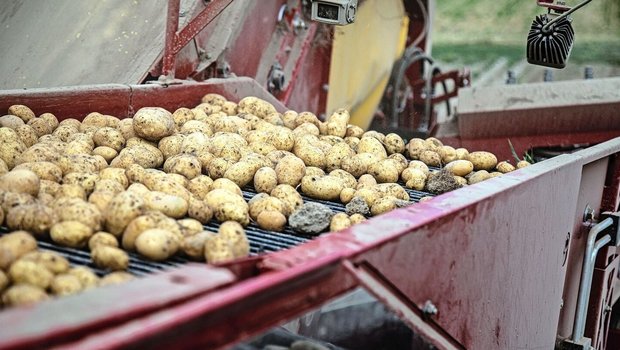 Dank mehrheitlich gu Dank mehrheitlich guten Anbaubedingungen fällt die diesjährige Kartoffelernte erfreulich aus.