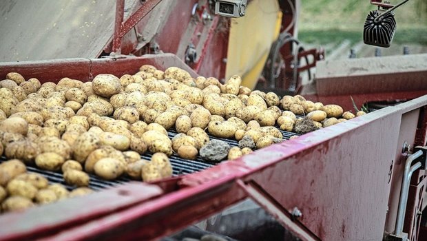 Dank mehrheitlich gu Dank mehrheitlich guten Anbaubedingungen fällt die diesjährige Kartoffelernte erfreulich aus.