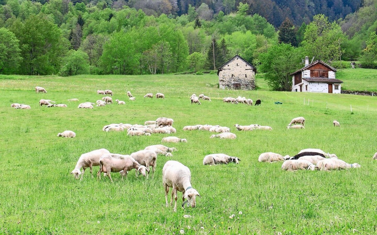 Weisse Schafe weiden und liegen im Gras.