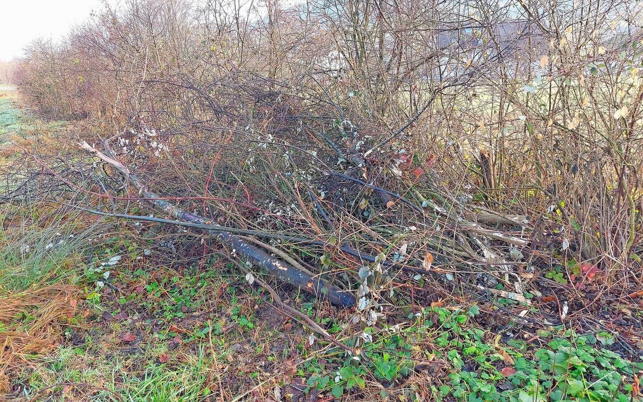 Anfallendes Astmaterial kann an einem Asthaufen in der Hecke deponiert werden und bietet wertvollen Lebensraum für Insekten und kleine Säugetiere. 