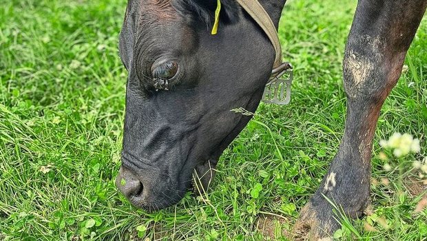 Eine schwarze Kuh frisst Gras auf der Weide. Um ihr Auge hat es Fliegen.