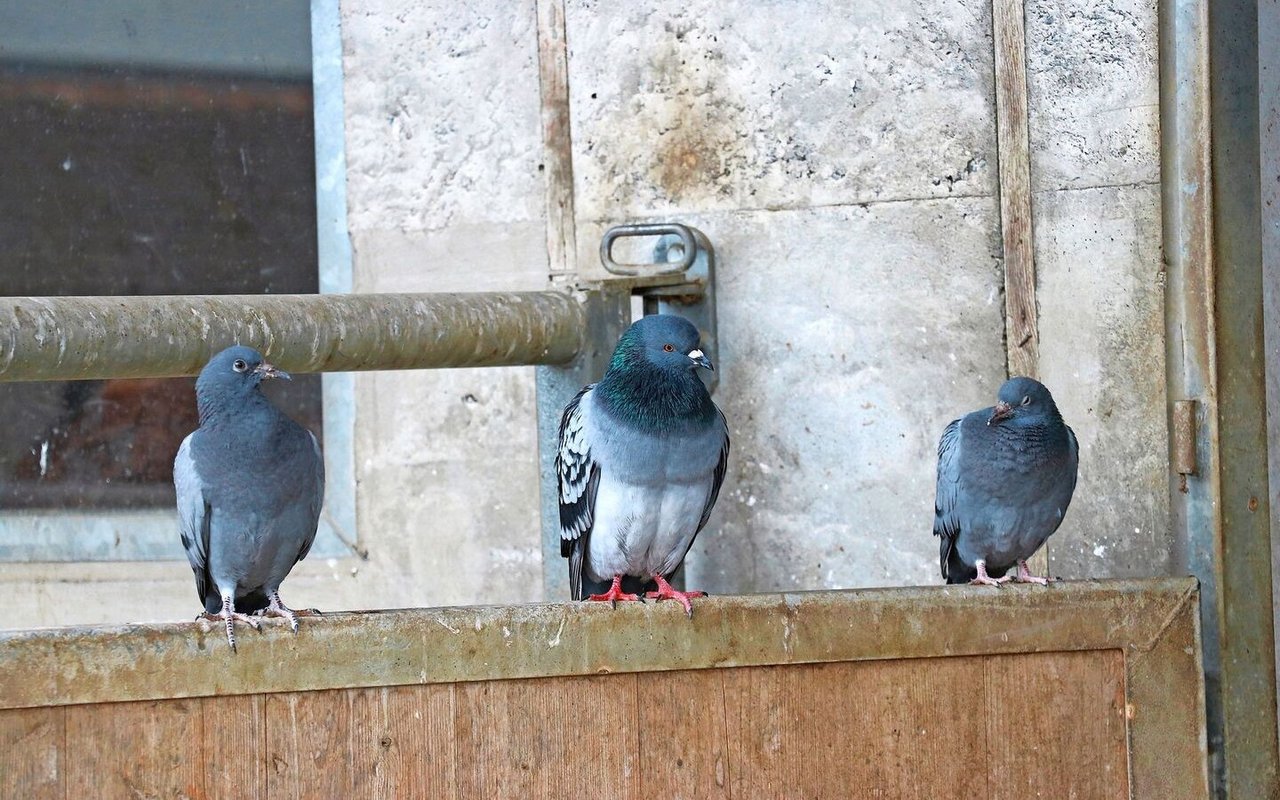 Drei Tauben sitzen vor dem Stall auf einer Mauer.