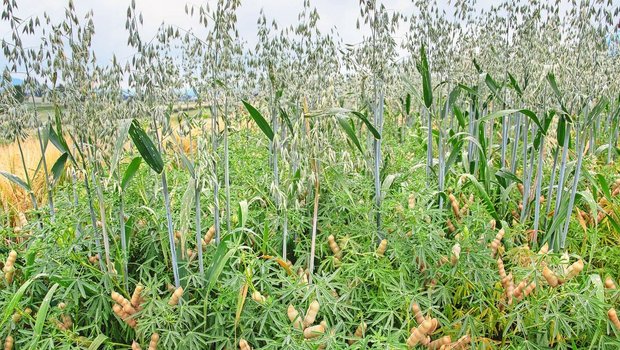 Der Mischanbau von Hafer mit der Schmalblättrigen Lupine führt im Vergleich zu Reinbeständen zu stabileren Erträgen. 