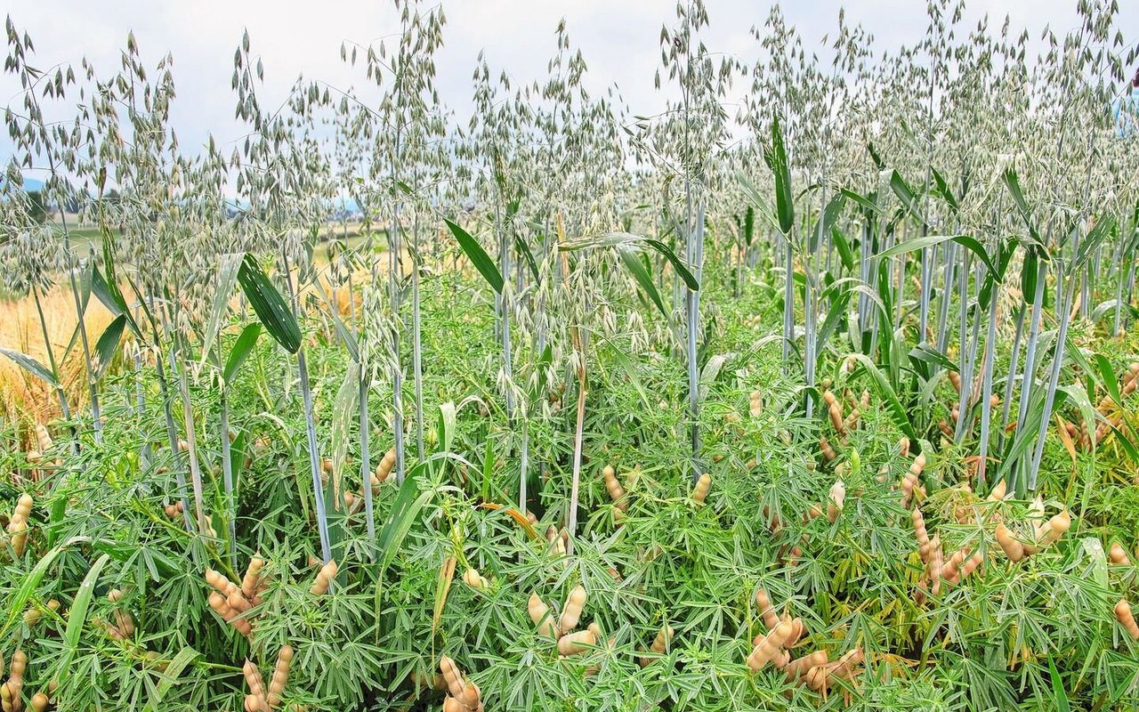 Der Mischanbau von Hafer mit der Schmalblättrigen Lupine führt im Vergleich zu Reinbeständen zu stabileren Erträgen. 